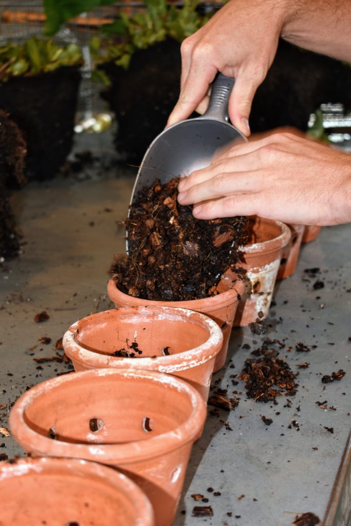Repotting Orchids in My Greenhouse - The Martha Stewart Blog