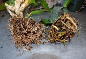 It is not unusual to see orchid roots growing in so many directions. In the wild, epiphytes are able to extend their roots looking for moisture. Managing the roots and the repotting process will ensure your orchid is healthy and strong.