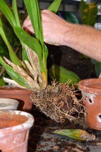As you can see, this orchid will also need trimming to remove its dead leaves, so there is ample room for all the new growth. Using very clean shears, trim away the old, dead and shriveled leaves. If not diseased, the dead material can go into the compost.