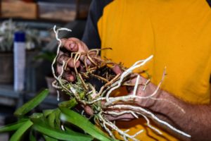 Here, Ryan untangles the roots carefully. You can see the difference between the lower, darker-colored roots and the upper, greenish aerial roots. Examine the roots closely. If any roots feel soft and limp, they are likely dead and should be removed.