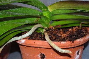 The lower roots go right into the pot, while the upper aerial roots are placed over the rim. This helps to anchor the orchid in its new home.