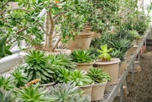Many of my smaller potted succulents are stored along one side of my main greenhouse where they can get lots of light. Most varieties need at least half a day to a full day of sunlight. In extremely hot areas some afternoon shade is recommended.