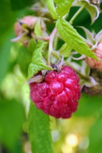 Enma also spotted a few more red raspberries ready to pick.