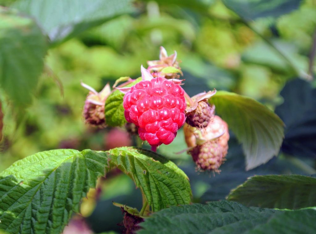 Picking Golden Raspberries - The Martha Stewart Blog