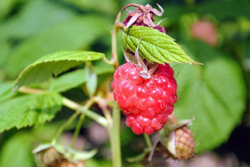 Picking Golden Raspberries - The Martha Stewart Blog