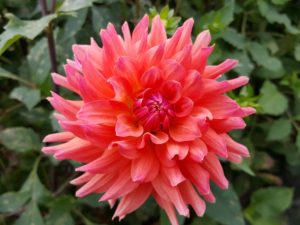 So many of the dahlias are just bursting with color at Skylands. Dahlias belong to the Asteraceae family along with daisies and sunflowers. They are generally most hardy in USDA zones 7 through 11.