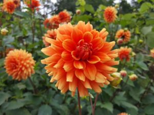 Dahlias originated as wildflowers in the high mountain regions of Mexico and Guatemala – that’s why they naturally work well and bloom happily in cooler temperatures. This is Dahlia “Ben Huston” – a clean clear bronze color with excellent substance, depth and form.
