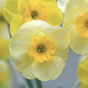 Here is a delicate 'Sun Disc' daffodil flower. It is a jonquil and looks great planted in bunches near rocks or along a walk. (Photo courtesy of Colorblends)