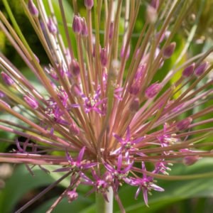 Look how beautiful - Allium schubertii has various common names including ornamental onion, flowering onion, tumbleweed onion and Persian onion. These bloom in late spring making it a spectacular finale to the spring flower garden. I'll share tips for planting all these bulbs in an upcoming blog. What kinds of bulbs are you planting this year? (Photo courtesy of Colorblends)