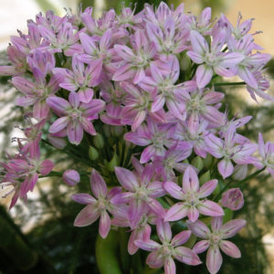 Bunches of Unifolium will look so pretty come spring. It produces up to 20 long-lasting florets per stem. The bell-shaped flower heads of this native ornamental onion have a spray-like appearance. (Photo courtesy of Colorblends)
