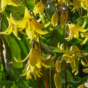 Here are some trout lilies in bloom - I love their nodding heads. 'Pagoda' is a very reliable cultivar. (Photo courtesy of Colorblends)