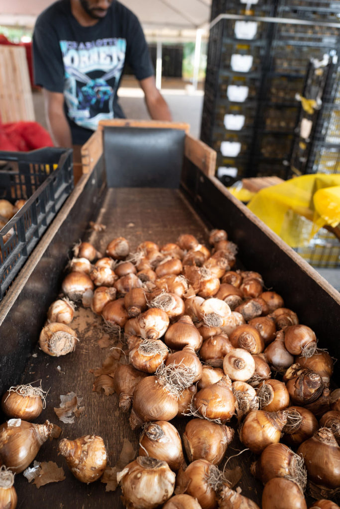 Spring Blooming Bulbs from Colorblends The Martha Stewart Blog