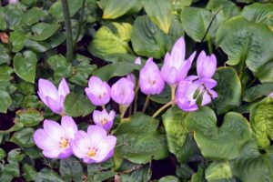When blooming, Colchicum flowers have up to six bright single or double petaled blossoms.