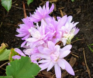 Some of the varieties we planted in this bed include 'Lilac Wonder', 'Waterlily', 'Dick Trotter', Colchicum byzantinum, and Colchicum bornmuelleri. This one is "Waterlily" - a double petaled cultivar.