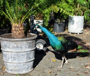 I think these repaired lead planters look great. My blue peacock agrees. Don't you?