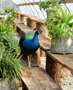 Here is one of my blue peacocks - watching all the activity from inside the hoop house. He is standing next to one of my faux bois planters now available on QVC. If you haven't yet seen them, go to the web site - they are made of durable resin fiber and can be used indoors and out. goo.gl/84uEuR