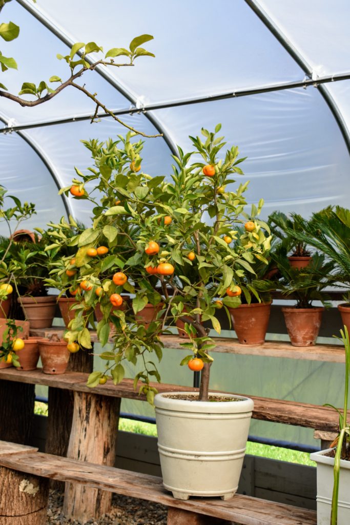 Storing My Citrus Collection - The Martha Stewart Blog