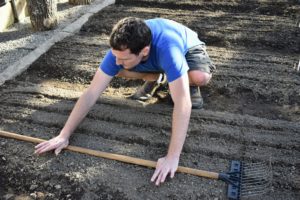 Next, Ryan uses the pole of a rake to gently press the seeds into the furrow.