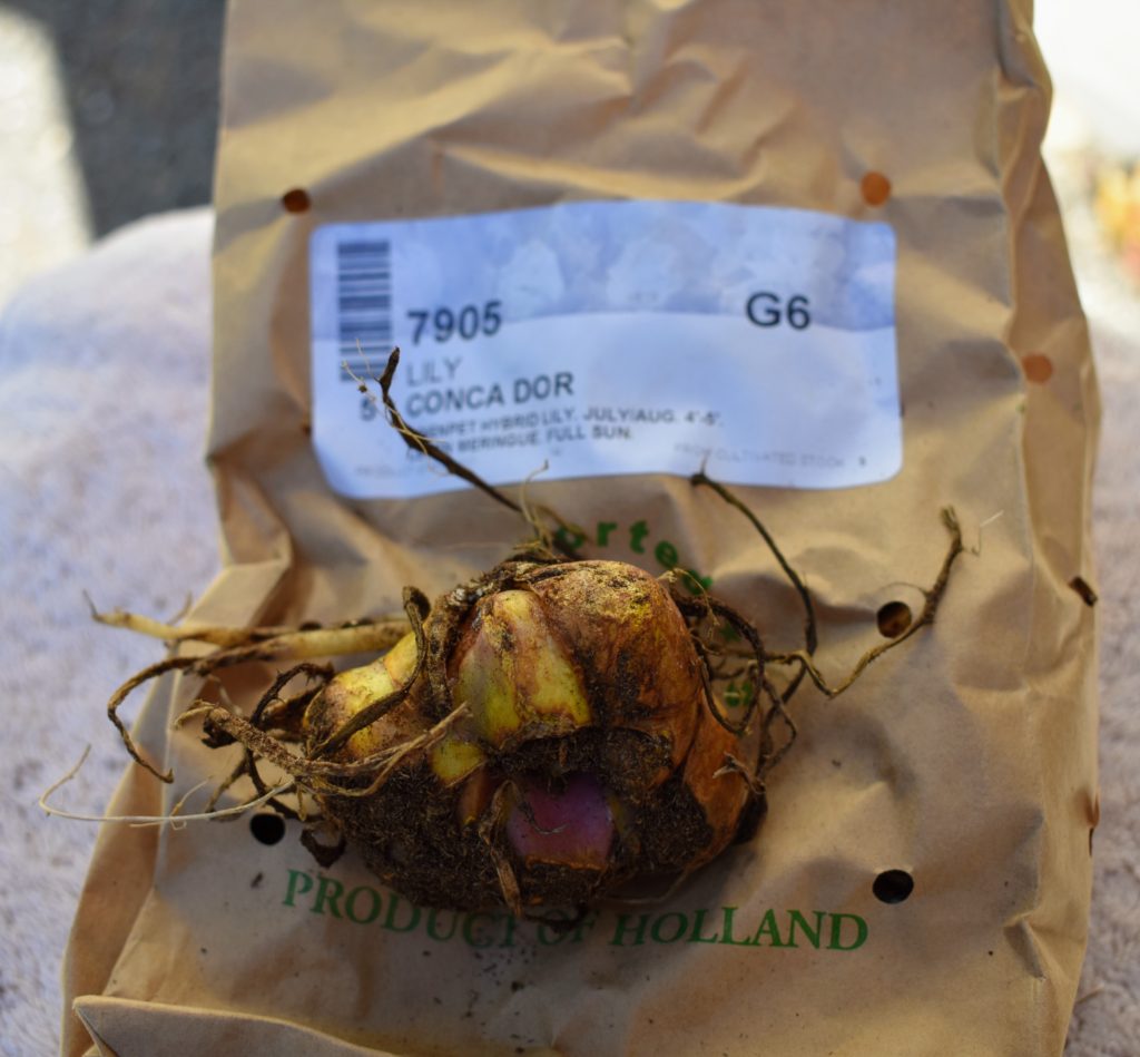 Spring Blooming Bulbs from Van Engelen, Inc. The Martha Stewart Blog