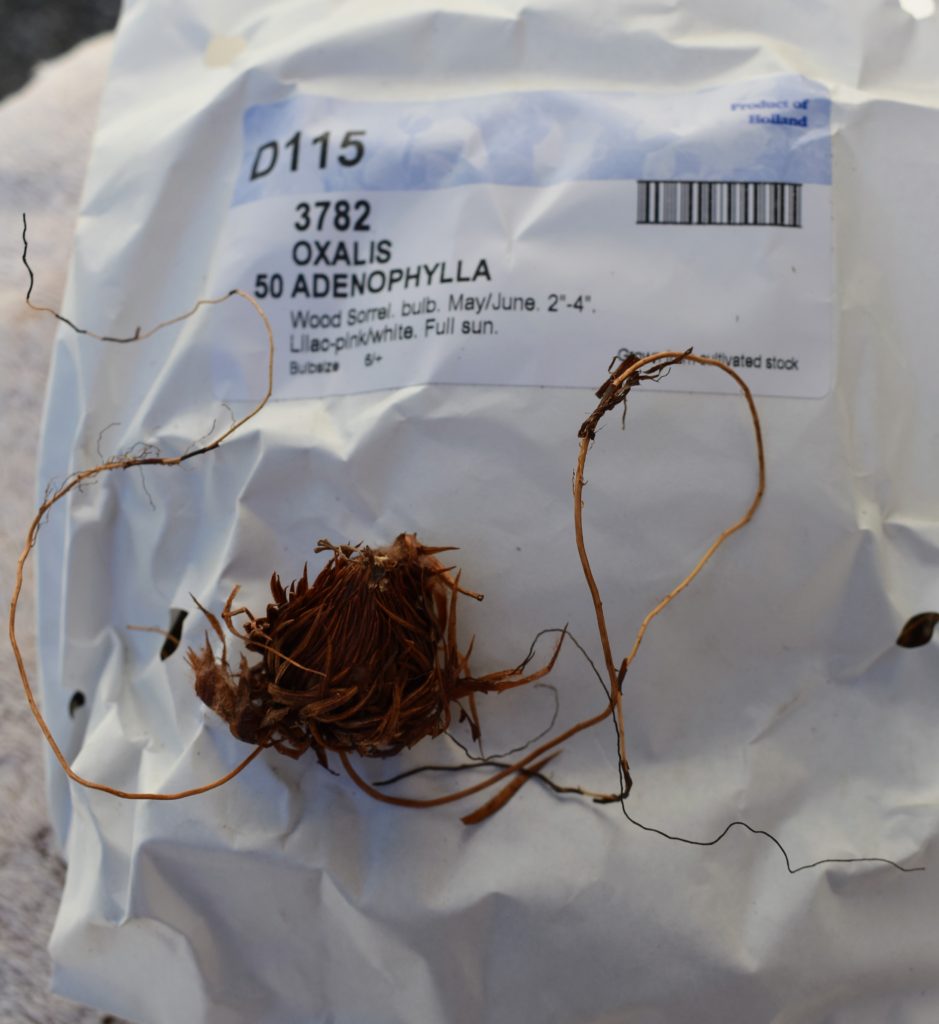 Spring Blooming Bulbs from Van Engelen, Inc. The Martha Stewart Blog