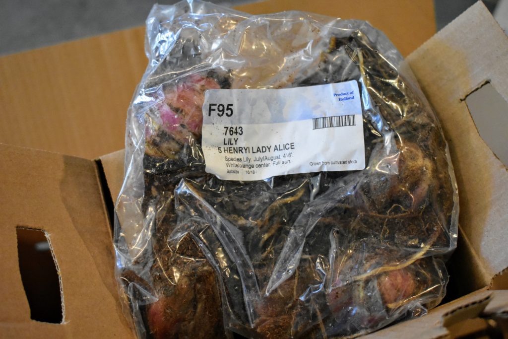 Spring Blooming Bulbs from Van Engelen, Inc. The Martha Stewart Blog