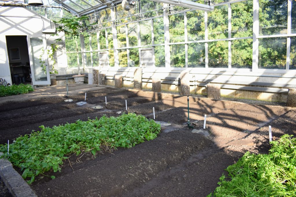 Preparing And Planting My Vegetable Greenhouse - The Martha Stewart Blog