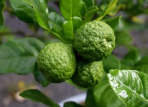 The wrinkly fruit also provides a unique flavor that just can’t be reproduced by other citrus. If you’ve ever followed an authentic Thai recipe, it most likely called for ‘Kaffir Lime’. The leaves are a dark green color with a glossy sheen. The size of the leaves can vary from less than an inch to several inches long.