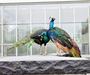 First on the tour was a "peacock sighting" – these two peacocks are very curious and love walking around the farm.