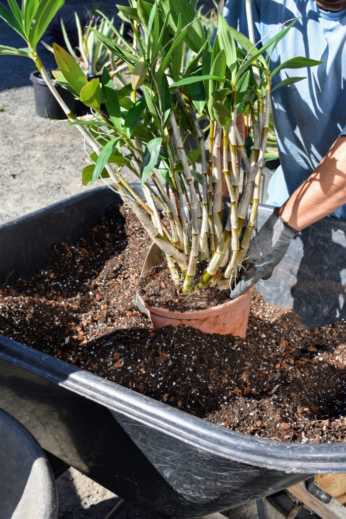 Caring for Dendrobium Orchids The Martha Stewart Blog