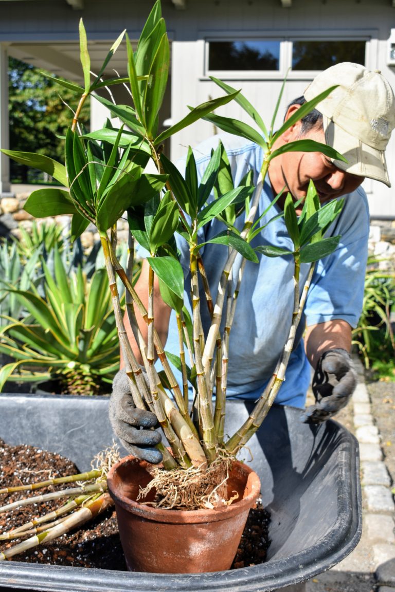 Caring for Dendrobium Orchids The Martha Stewart Blog