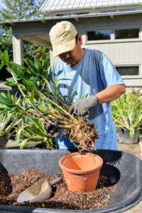 Then he tests the plant in the pot to ensure it is the right size – only go up one size when repotting as dendrobiums bloom best when a little pot bound.