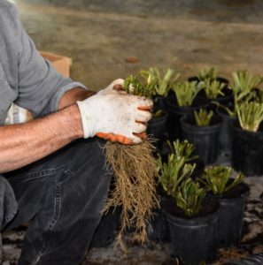 As each bare root hosta is removed from the box, Carlos checks each one and untangles any roots. Bare root plants should not have any mold or mildew. The cuttings should also feel heavy. If they feel light and dried out then the plant probably will not grow.