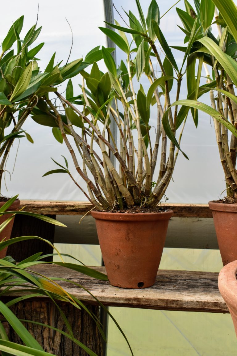 Caring for Dendrobium Orchids The Martha Stewart Blog