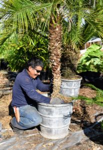 Here is Phurba planting the sago palm in its newly refurbished antique lead planter. One of the benefits of using lead planters is its longevity. While many garden ornaments eventually succumb to rot, rust or cracks, lead stands the test of time.