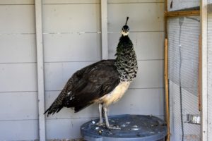 This hen is perched atop a food bin - from this location, she can see everything outside the door, including the camera - hello, my dear peahen. Peafowl will look you in the eye, unlike many birds, but if you stare at them or seem aggressive in body movements, they will feel threatened.