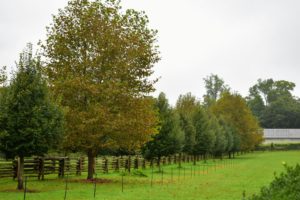 Here is a view of some of the many trees I’ve planted on the property. Some of them are already beginning to drop their leaves. The row of smaller specimens is a newer allee of lindens in between two of my paddocks – it is growing very nicely.