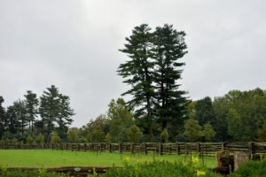 The group passed the great white pine trees – visible from almost every location on this end of the farm. Pinus Strobus is a large pine native to eastern North America. Some white pines can live more than 400-years.