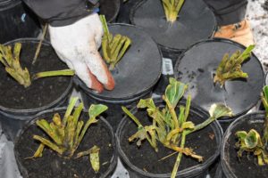 The disks should fit securely under the lip of the pot if possible, so light cannot hit the surface. These disks are also pre-cut with slits that easily wrap around planting stems.
