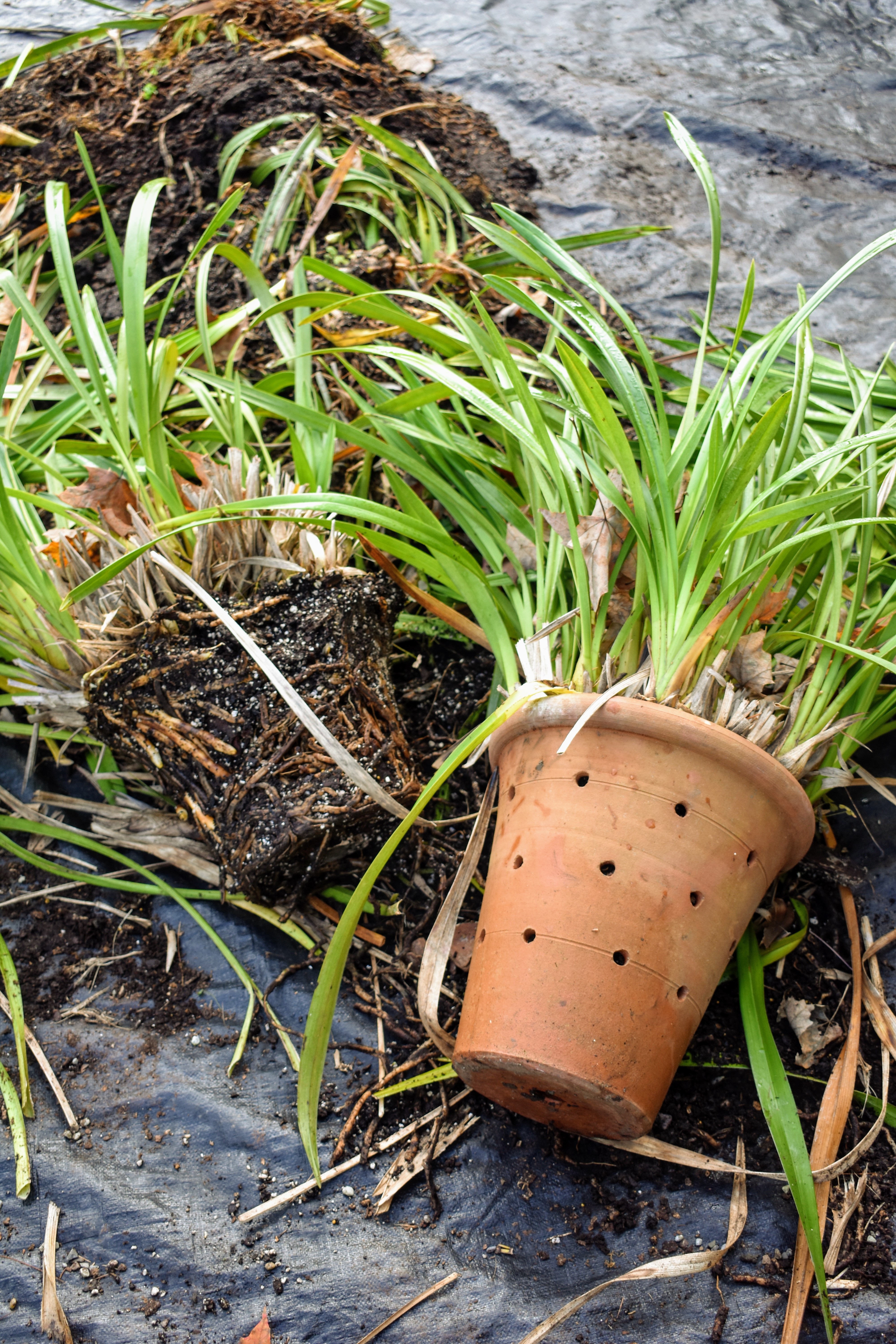 orchid care repotting