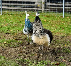 Here are two of my peahens venturing just outside the coop. Peafowl are ground feeders. They do most of their foraging in the early morning and evening. As omnivores, they eat insects, plants, grains and sometimes small creatures.