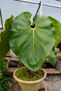 Colocasia, or elephant ear, will switch energy resources in colder temperatures from producing leaves to flower and corm production.