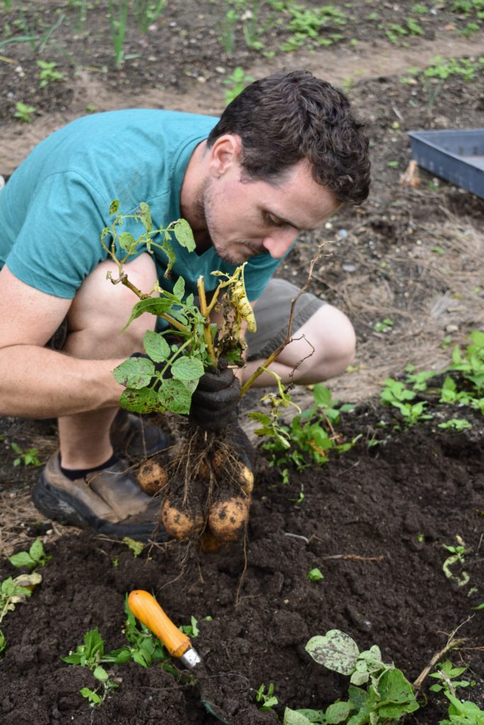 Picking The Season's Potatoes - The Martha Stewart Blog