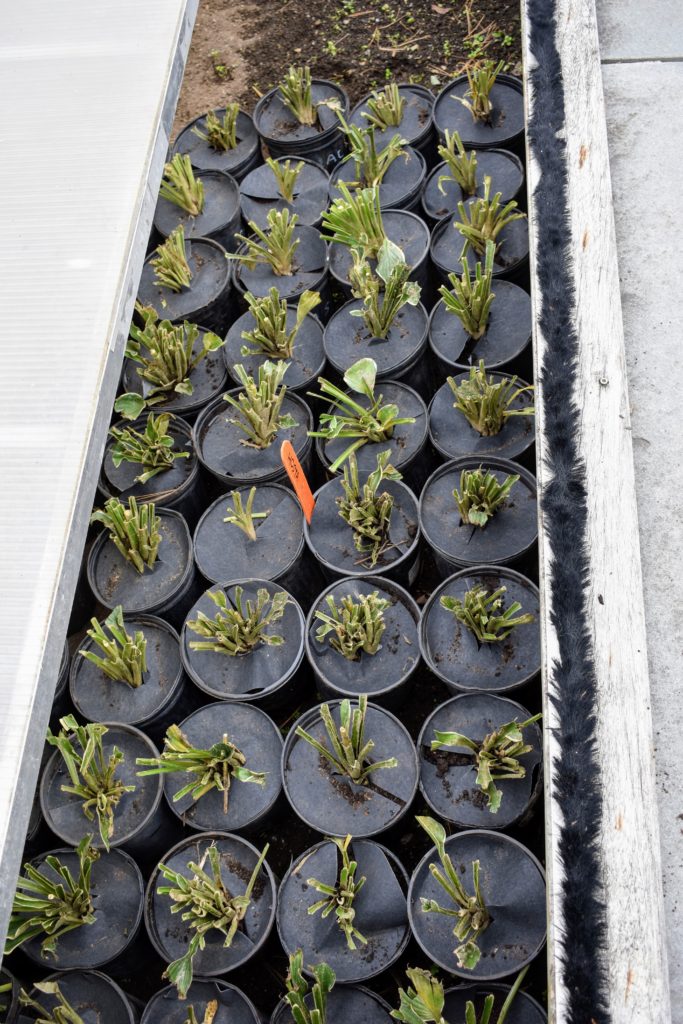 Potting Hundreds of Bare Root Hosta Plants - The Martha Stewart Blog