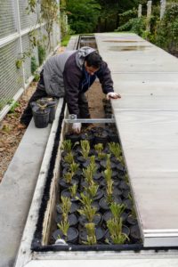 For this collection of bare-root cuttings, we decided to store them in the cold frame outside my greenhouse. In gardening, a cold frame is a transparent-roofed enclosure, built low to the ground, and used to protect plants from adverse weather. The transparent top allows sunlight during the day and keeps the heat from escaping at night.