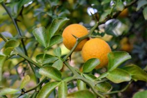 Its taste has been described as a cross between lemon and grapefruit, and though many find it inedible, it is popularly used for making marmalade.