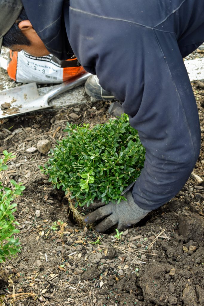 A Boxwood Border in Front of My Greenhouse - The Martha Stewart Blog
