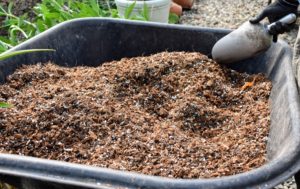 Use a water-retentive potting mix. A medium-grade fir bark with peat moss and perlite is a common mixture.