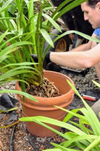 Ryan also uses this time to divide the cymbidiums into separate pots. The best type of pot to use for a cymbidium orchid is a clay pot because water evaporates from clay pots faster.