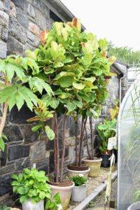 I have always been fond of these large ornamental fiddle leaf fig trees. These three are very healthy, so they grow quickly. As you can see here, they've outgrown their clay pots and need to be moved into larger containers.