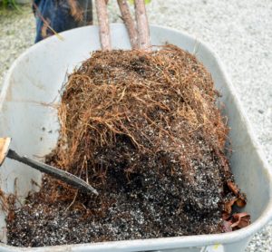 Roots packed tightly in a pot don’t take up nutrients efficiently, so Ryan gives the roots a good trim to loosen up the root ball and promote good aeration.